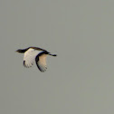 Bengal Florican or Bengal Bustard (male)