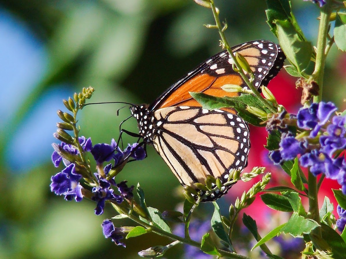 Monarch Butterfly/ lepe o Hina