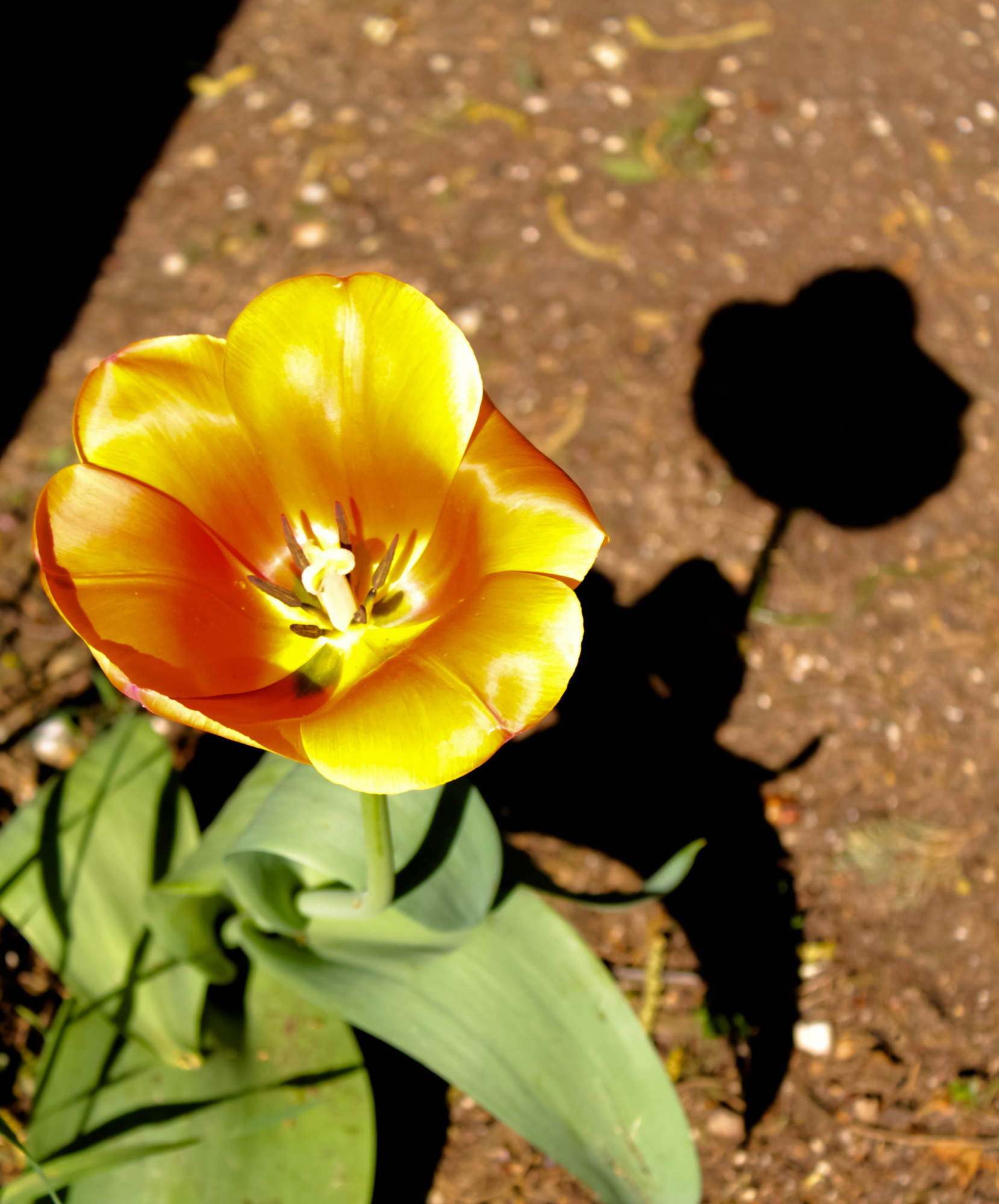 tulipano ombra di Loris Moratti