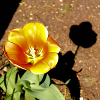 tulipano ombra di 