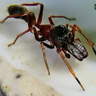 Ant Mimic Jumping Spider