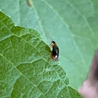 Colorful Foliage Ground Beetle