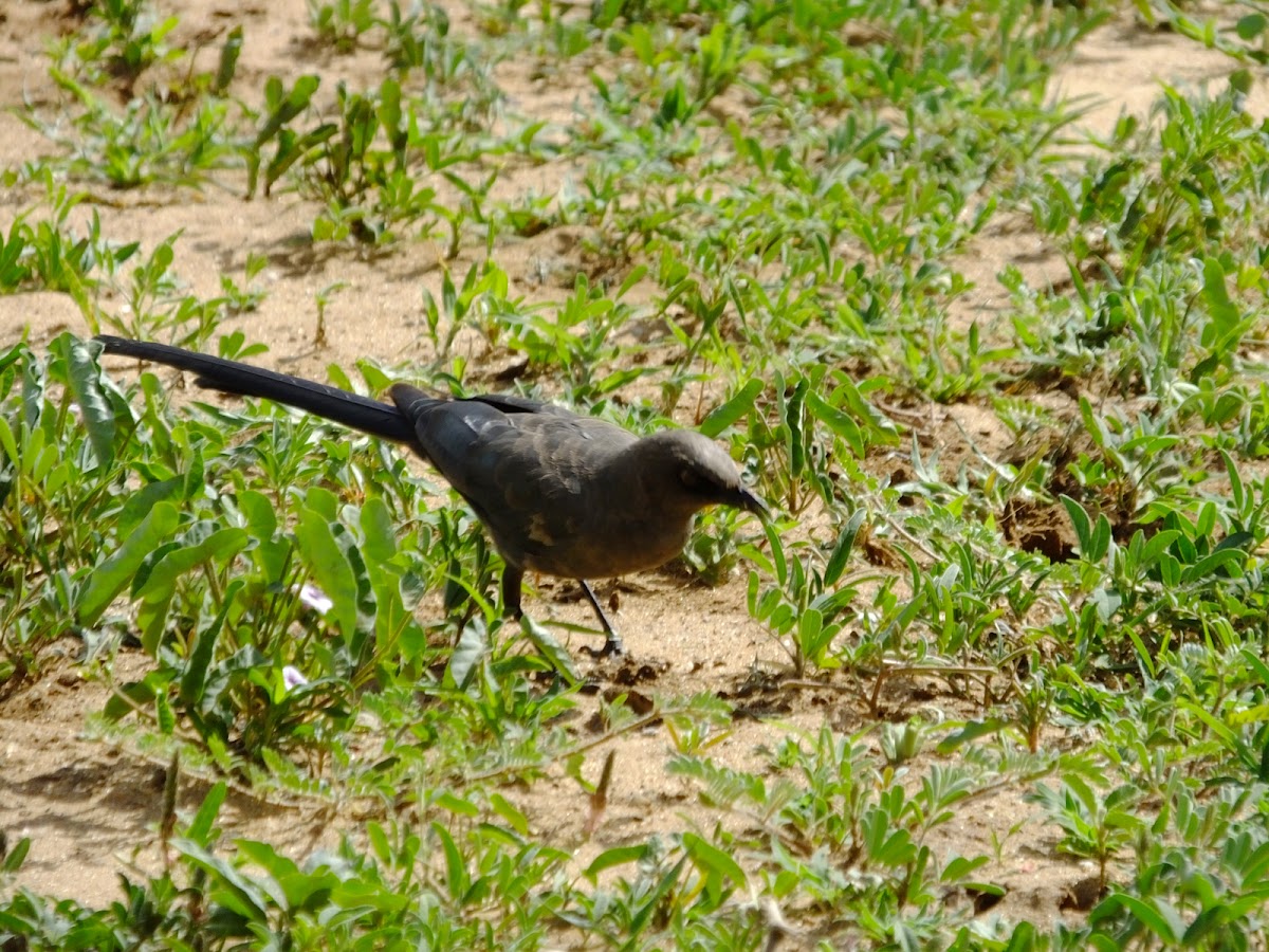 Ashy starling