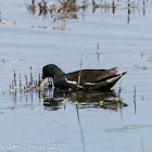 Moorhen; Pollo de Agua