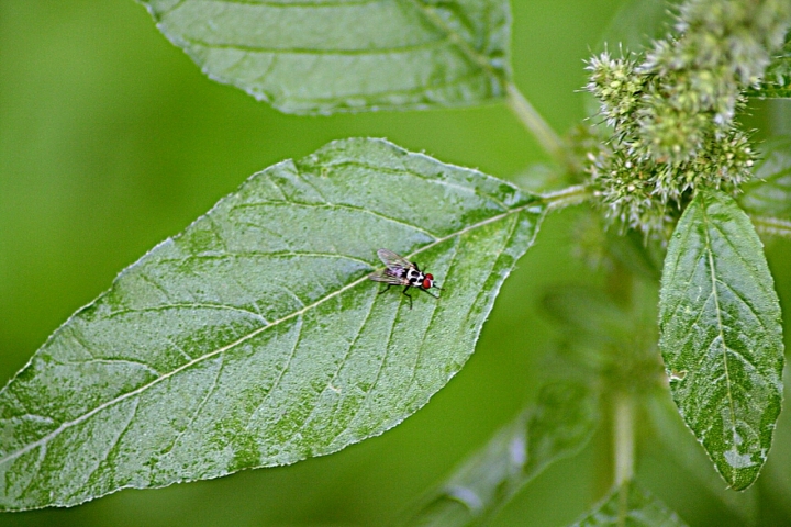 Mosca ze ze di Tikotako