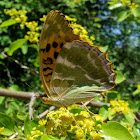 Silver-washed Fritillary