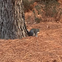 Grey Squirrel