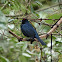 Diademed Tanager