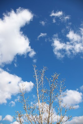 デンパークの空 その３