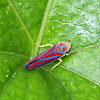 Candy-striped Leafhopper