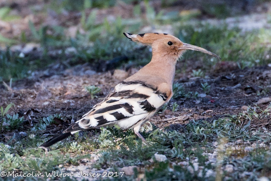 Hoopoe; Abubilla