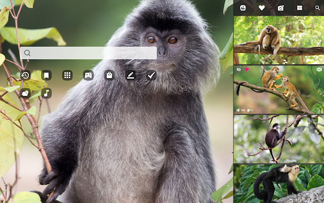 My Monkeys HD Wallpapers New Tab