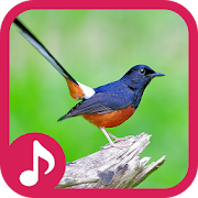 White-rumped shama Sounds  Icon