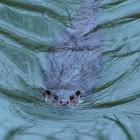 European Otter