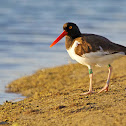 American Oystercatcher