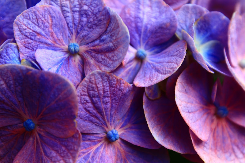 Fiori d'ortensia di lukich