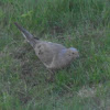 Mourning Dove