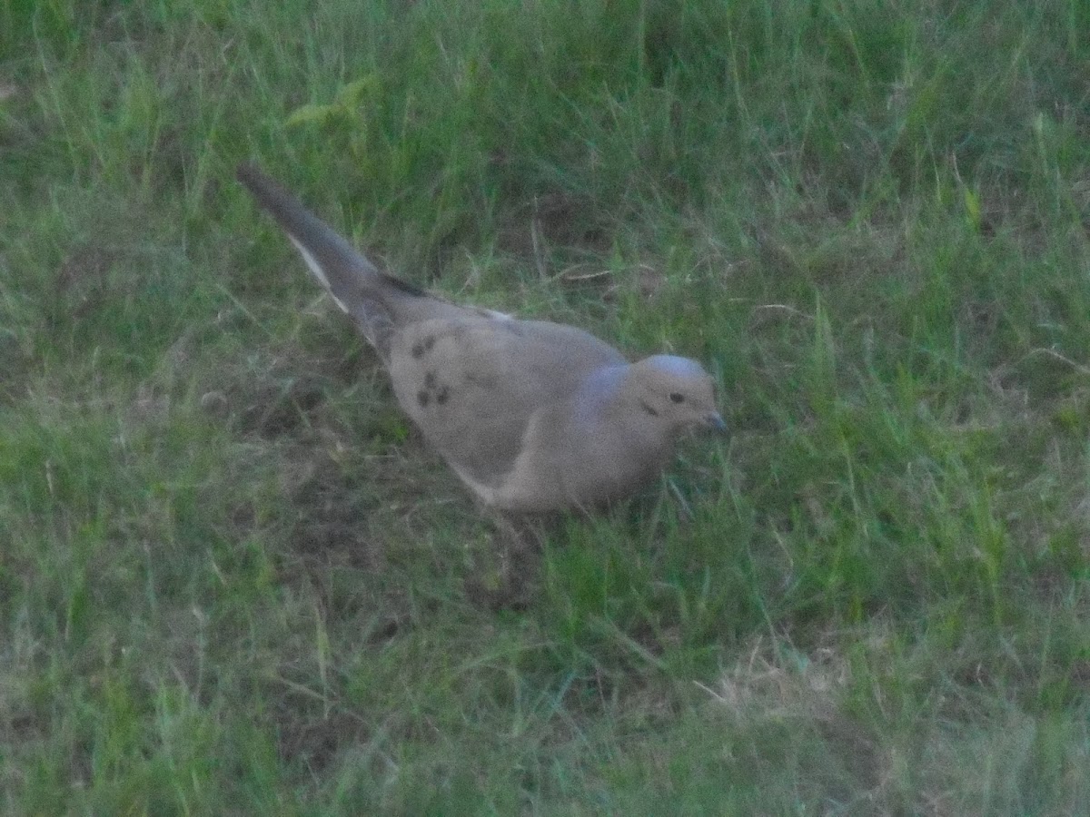 Mourning Dove