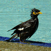 Mynah