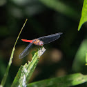 Spine-tufted skimmer