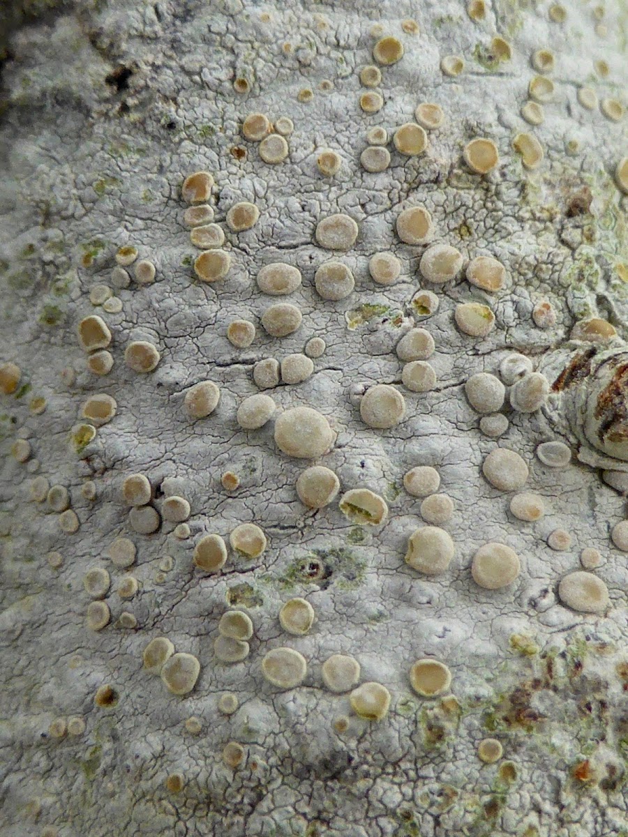 Rim Lichen