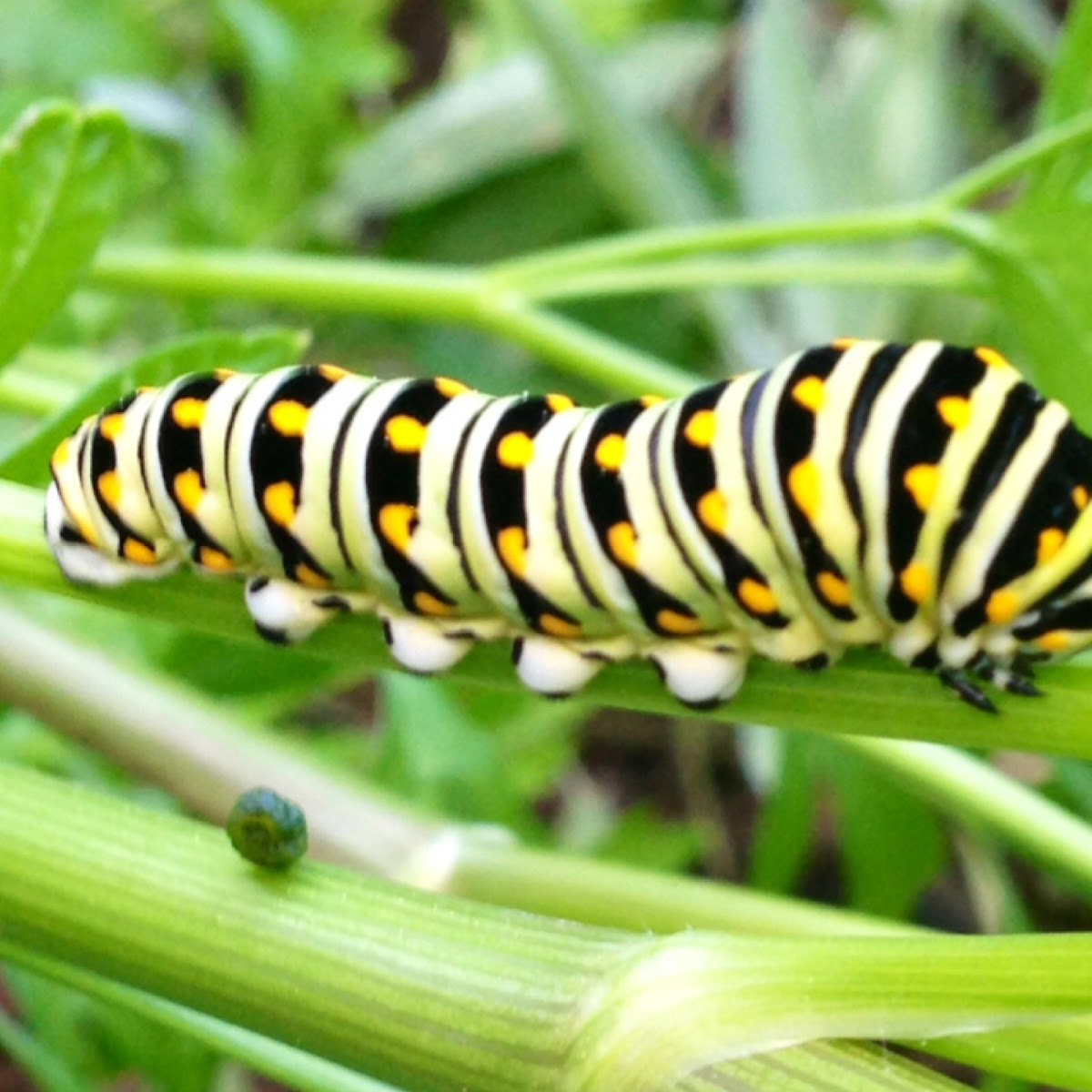 Black swallowtail butterfly caterpillar