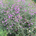 Canada Thistle / Creeping Thistle