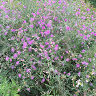 Canada Thistle / Creeping Thistle