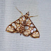 Crambidae Moth