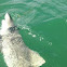 Bull Shark