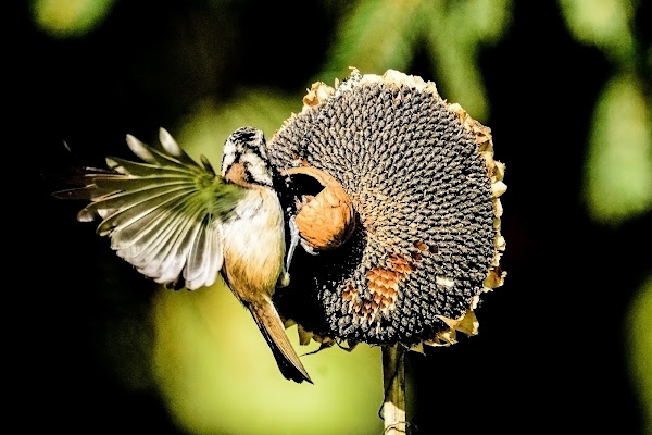 La noce ed il girasole di acquario