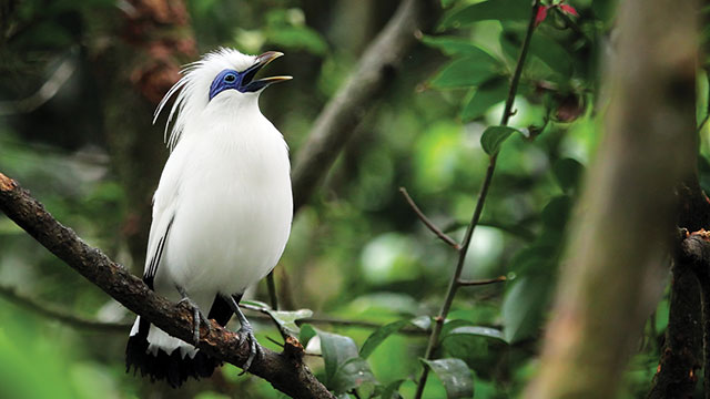 Burung Jalak, Bali (photo: Greeners)