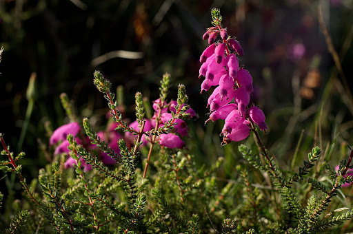 Erica ciliaris