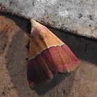 Banner moth