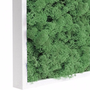 Tableau végétal stabilisé Lichen vert naturel