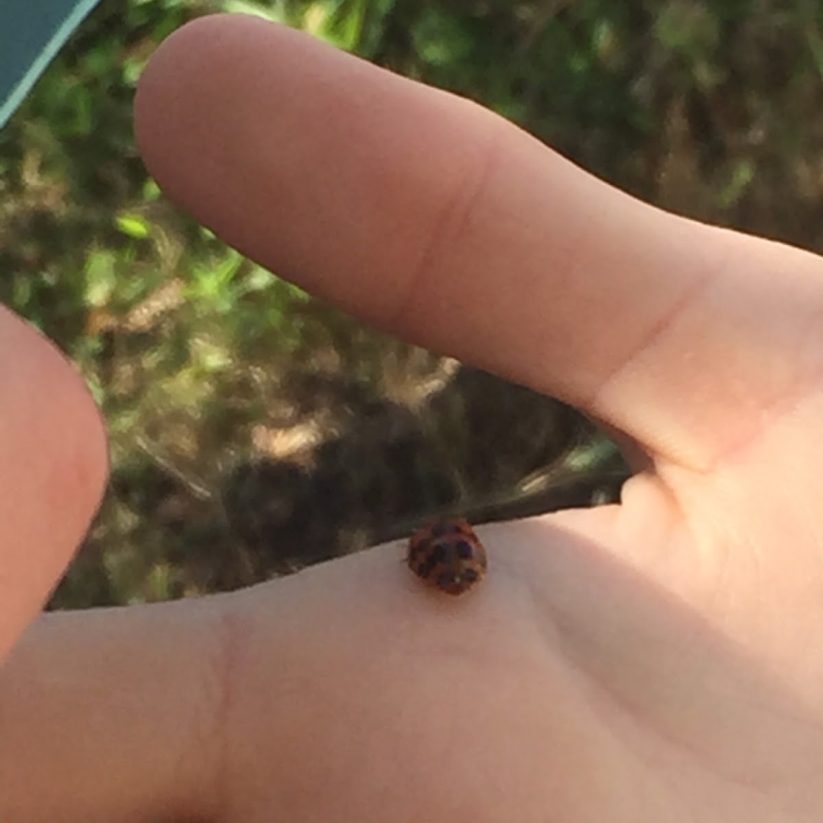 Ladybug