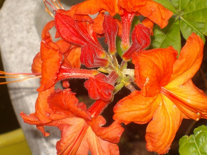 Cuore arancione di ildarita