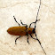 Mango tree Longhorn beetle