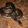 Indian Python