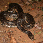 Indian Python