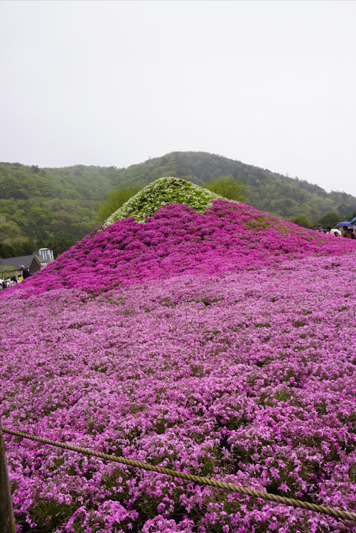 の投稿画像3枚目