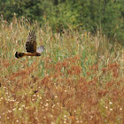 Northern Harrier