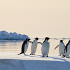 Adélie Penguin