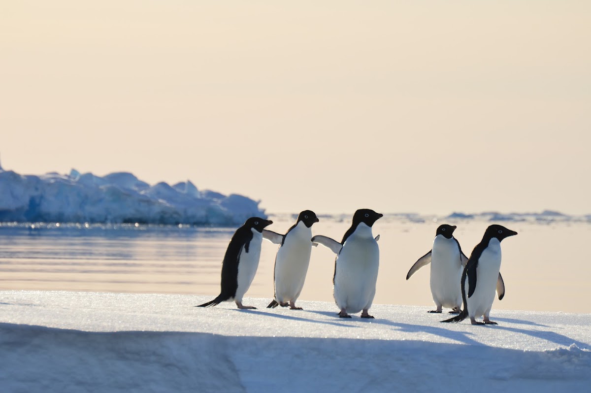 Adélie Penguin