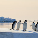 Adélie Penguin