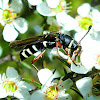 Wasp mimic longhorn beetle