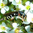 Wasp mimic longhorn beetle