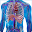 Human Arterial System Download on Windows