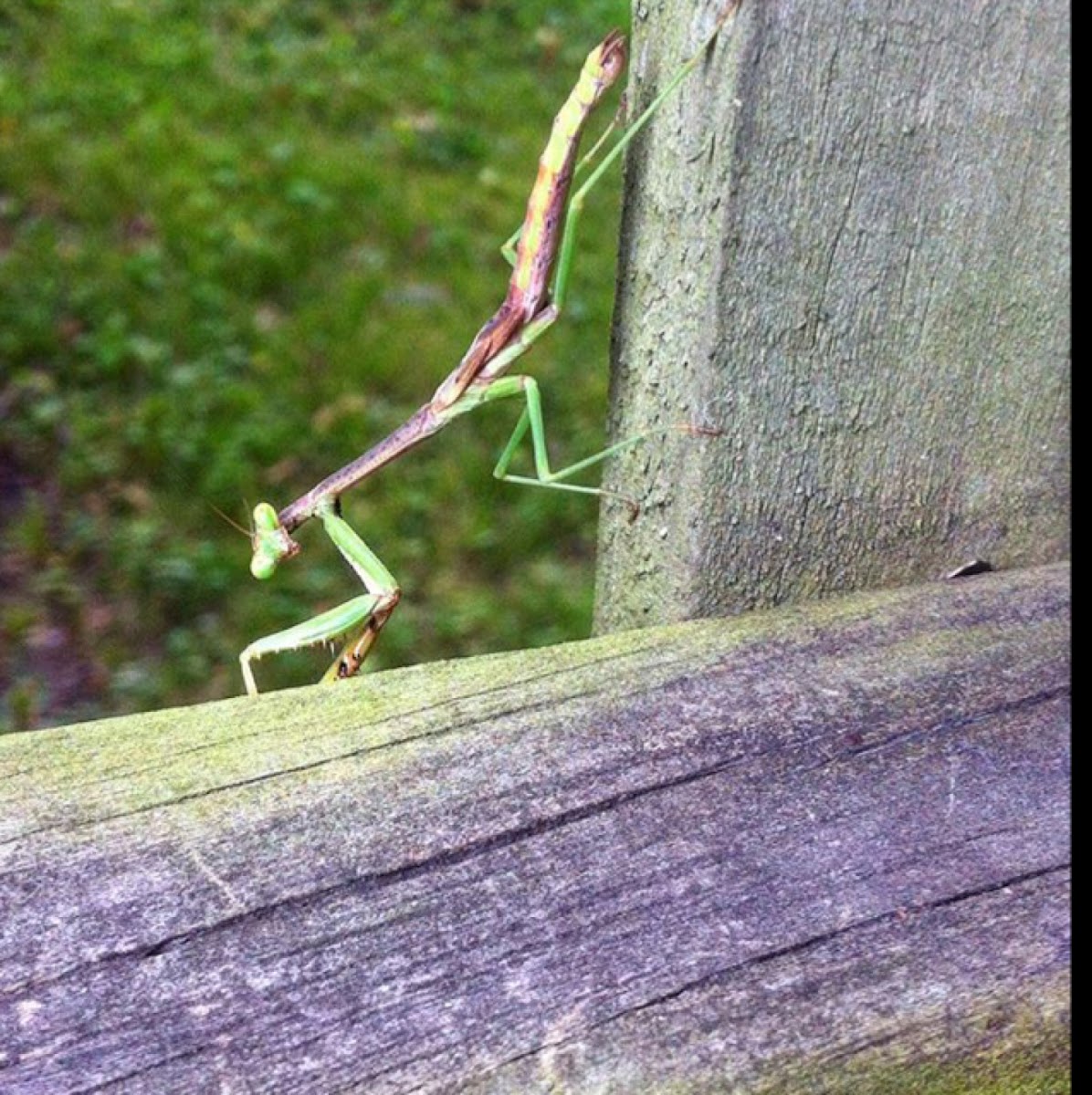 Preying mantis