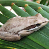 Slender Tree Frog